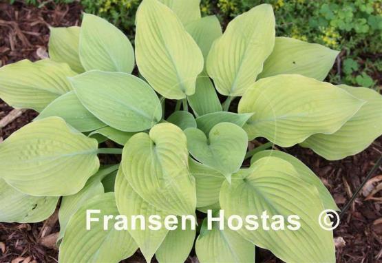 Hosta Rosedale Genevieve